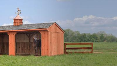 horse run in shed in pasture