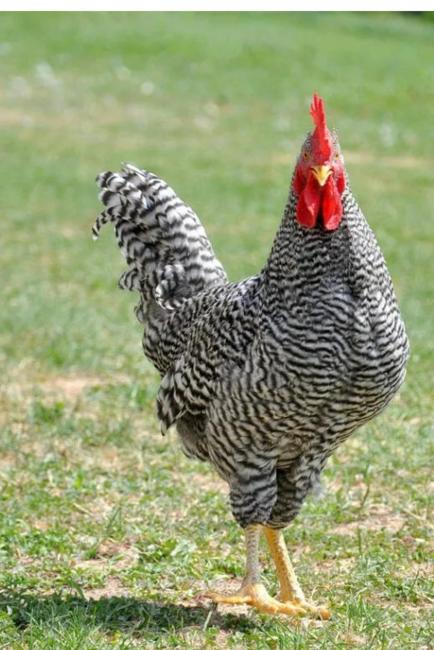 Barred Rock