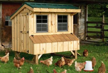 quaker chicken coop with board and batten siding and metal roof