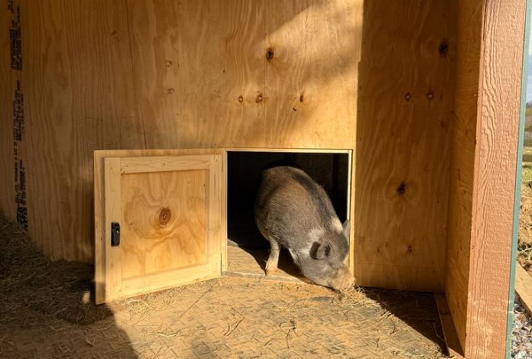 Custom pig shelter Custom pig shelter