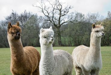 3 alpacas standing in field