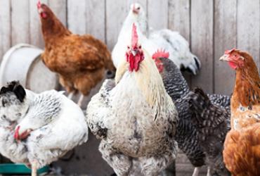 group of chickens in front of a coop